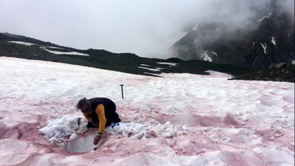 Les neiges rouges sont liées à la présence de micro-algues. // Source :  Jean-Gabriel VALAY/JARDIN DU LAUTARET/UGA/CNRS