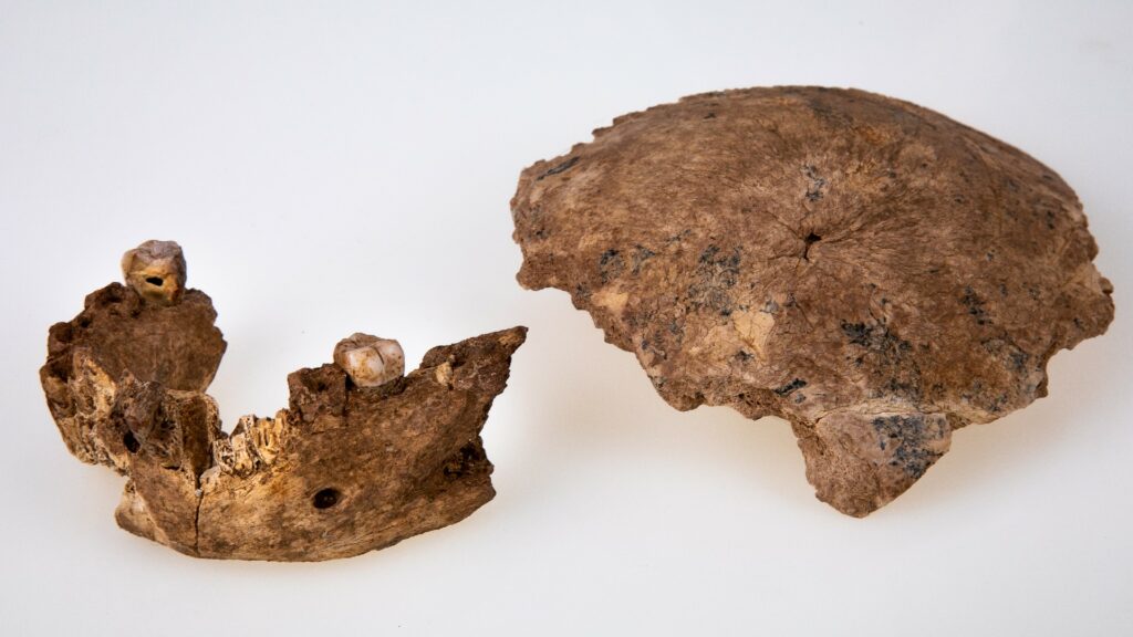Les ossements du crâne des humains de Nesher Ramla. // Source : Avi Levin, Ilan Theiler, Tel Aviv University
