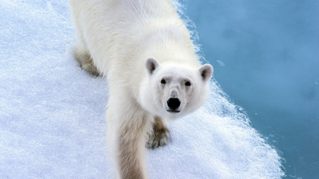 ours polaire glace banquise arctique