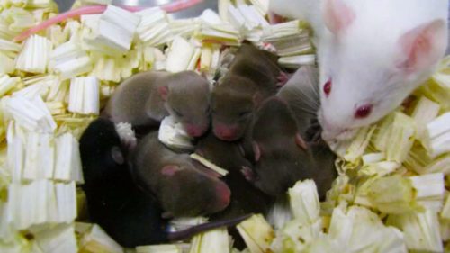 Ces petites souris  ont été conçues avec du sperme qui a séjourné dans l'espace. // Source : Wakayama et al./PNAS