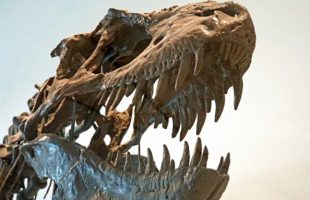 Un squelette de tyrannosaure. // Source : Flickr/CC/Dennis Jarvis (photo recadrée)