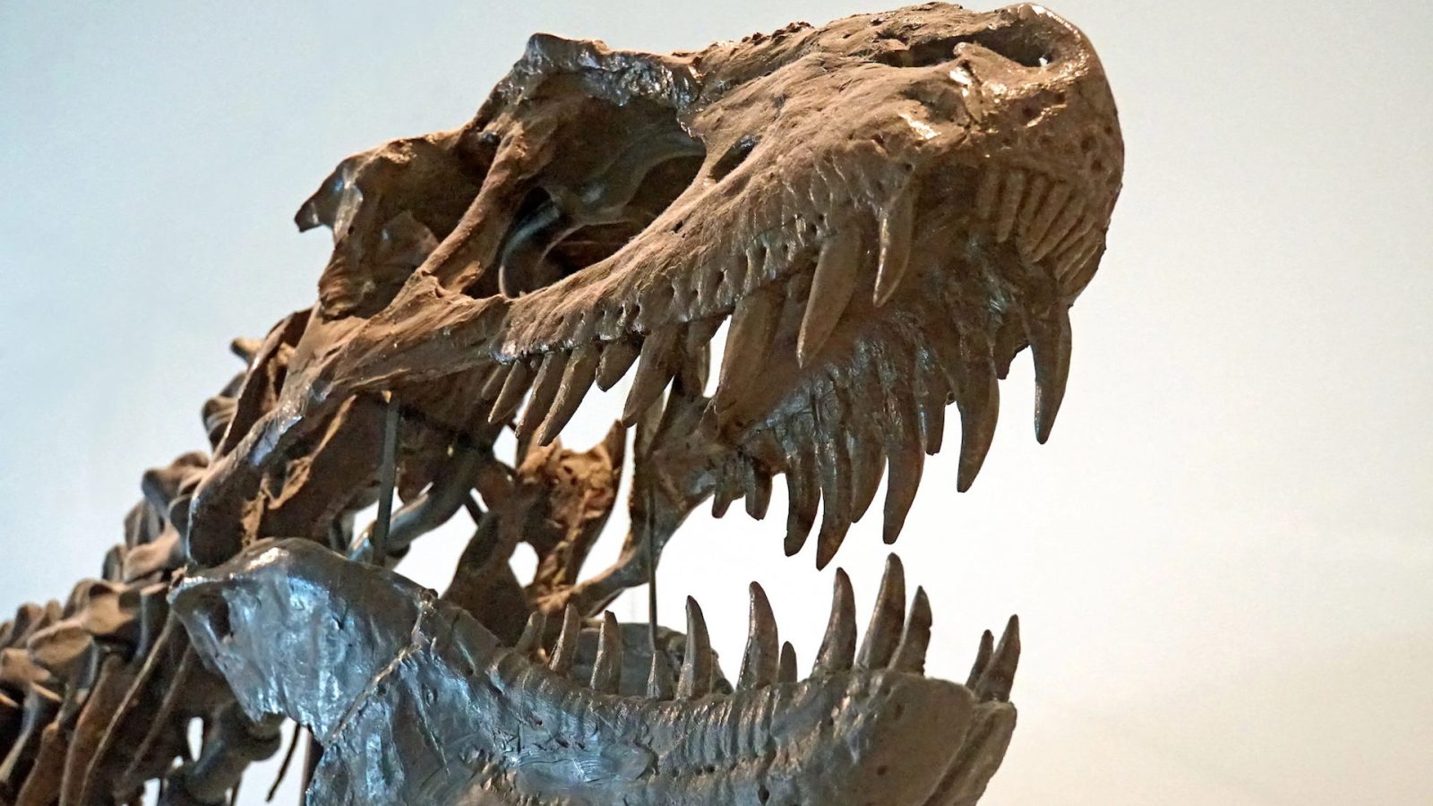 125 ans aprÃ¨s sa dÃ©couverte, un dinosaure a enfin Ã©tÃ© identifiÃ©