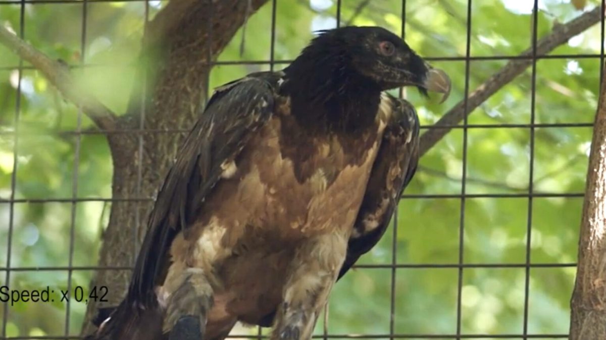 Le vautour Mia est le premier oiseau équipé d'une prothèse bionique. // Source : Hochgeschurz, S., Bergmeister, K.D., Brånemark, R. et al. 