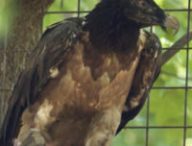 Le vautour Mia est le premier oiseau équipé d'une prothèse bionique. // Source : Hochgeschurz, S., Bergmeister, K.D., Brånemark, R. et al. 