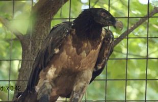 Le vautour Mia est le premier oiseau équipé d'une prothèse bionique. // Source : Hochgeschurz, S., Bergmeister, K.D., Brånemark, R. et al. 