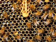 Une ruche d'abeilles. // Source : Pexels