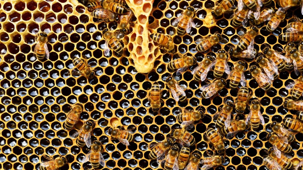 Une ruche d'abeilles. // Source : Pexels