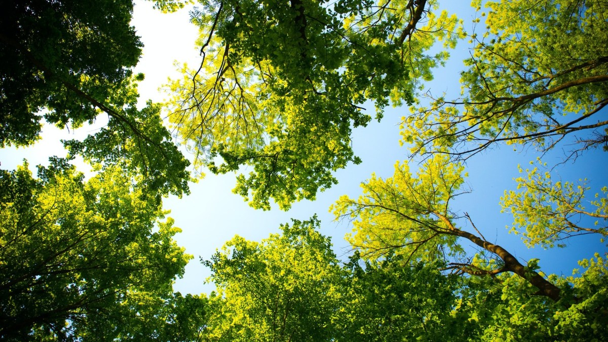 La couverture forestière a un impact sur les conditions météo d'une région. // Source : Pexels