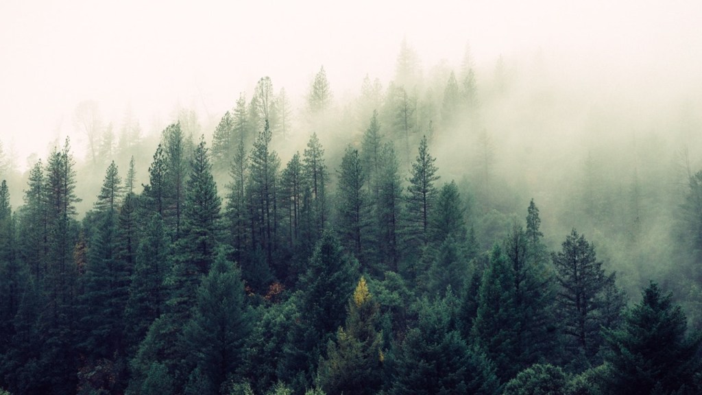 Une forêt. // Source : Pexels