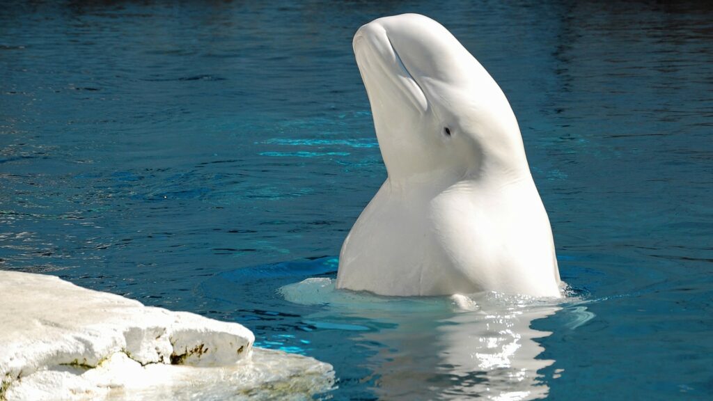 Un beluga, effectivement charismatique. // Source : Pixabay Un beluga, effectivement charismatique. // Source : Pixabay