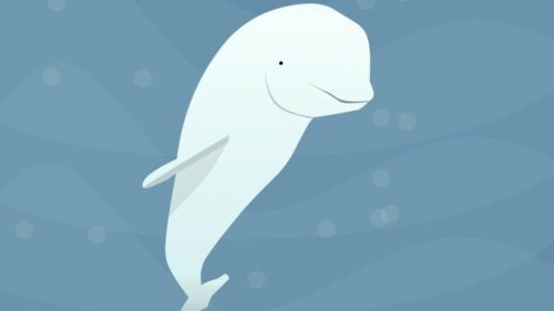 Un dessin de beluga. // Source : Pixabay