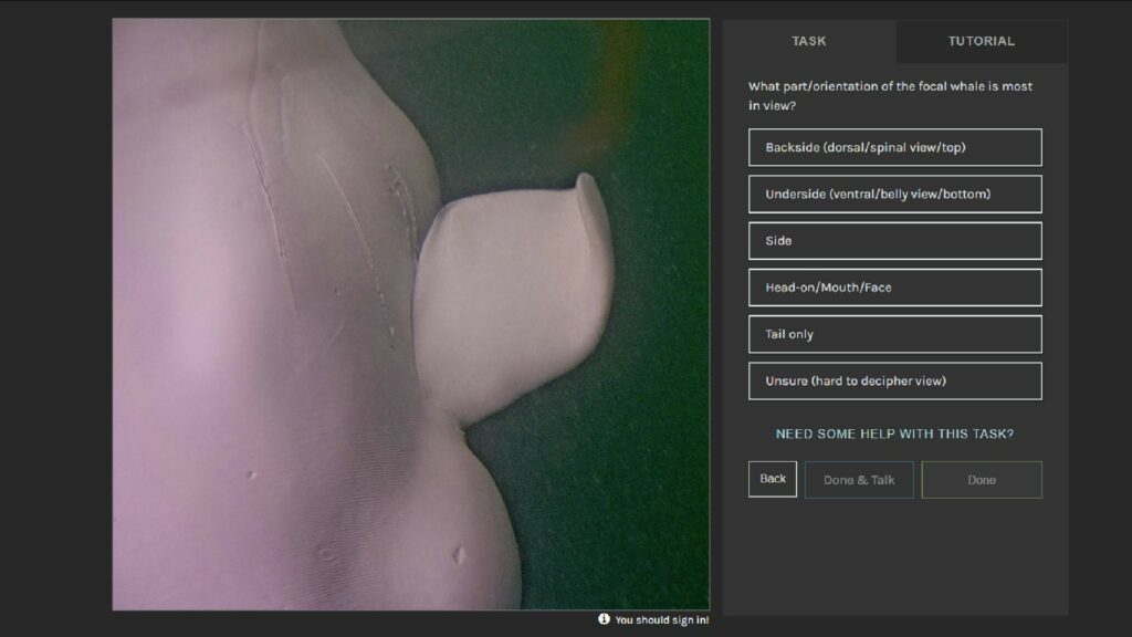 Voici à quoi ressemble l'une des tâches de Beluga Bits. // Source : BelugaBits/Zooniverse Voici à quoi ressemble l'une des tâches de Beluga Bits. // Source : BelugaBits/Zooniverse