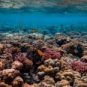 Panorama de la Grande Barrière de corail. // Source : Pexels