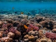 Panorama de la Grande Barrière de corail. // Source : Pexels