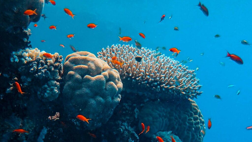 Un banc de poissons près des coraux. // Source : Pexels