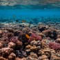 Panorama of the Great Barrier Reef.  // Source: Pexels