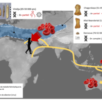 Carte montrant la répartition des individus étudiés, la datation de leurs ossements, et leur groupe sanguin. // Source : Stéphane Mazières (photos : Douka et al. / Mafessoni et al. / Prüfer et al. / Green et al.) Carte montrant la répartition des individus étudiés, la datation de leurs ossements, et leur groupe sanguin. // Source : Stéphane Mazières (photos : Douka et al. / Mafessoni et al. / Prüfer et al. / Green et al.)