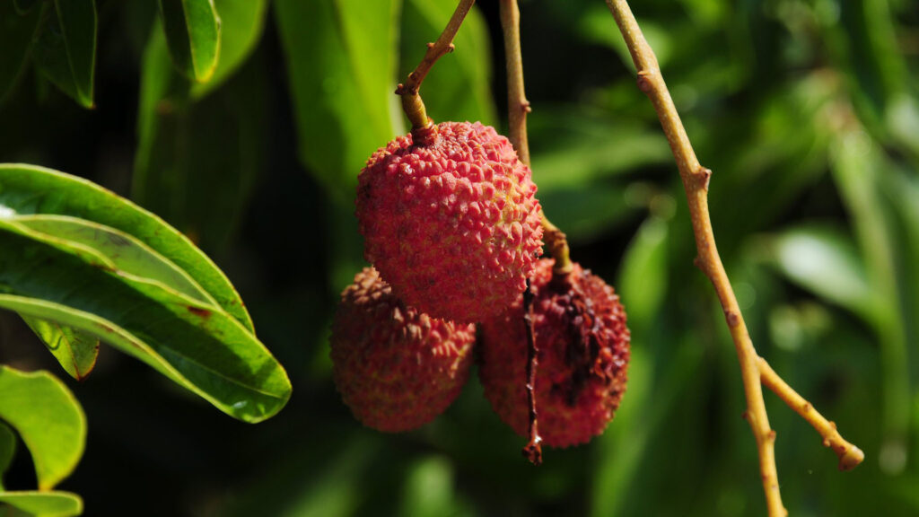 Litchi