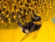 Une abeille. // Source : Pexels