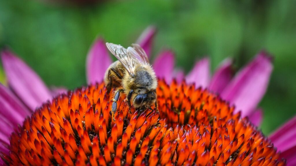 Les abeilles et les autres pollinisateurs jouent un rôle déterminant dans la bonne santé des écosystèmes. // Source : Pexels