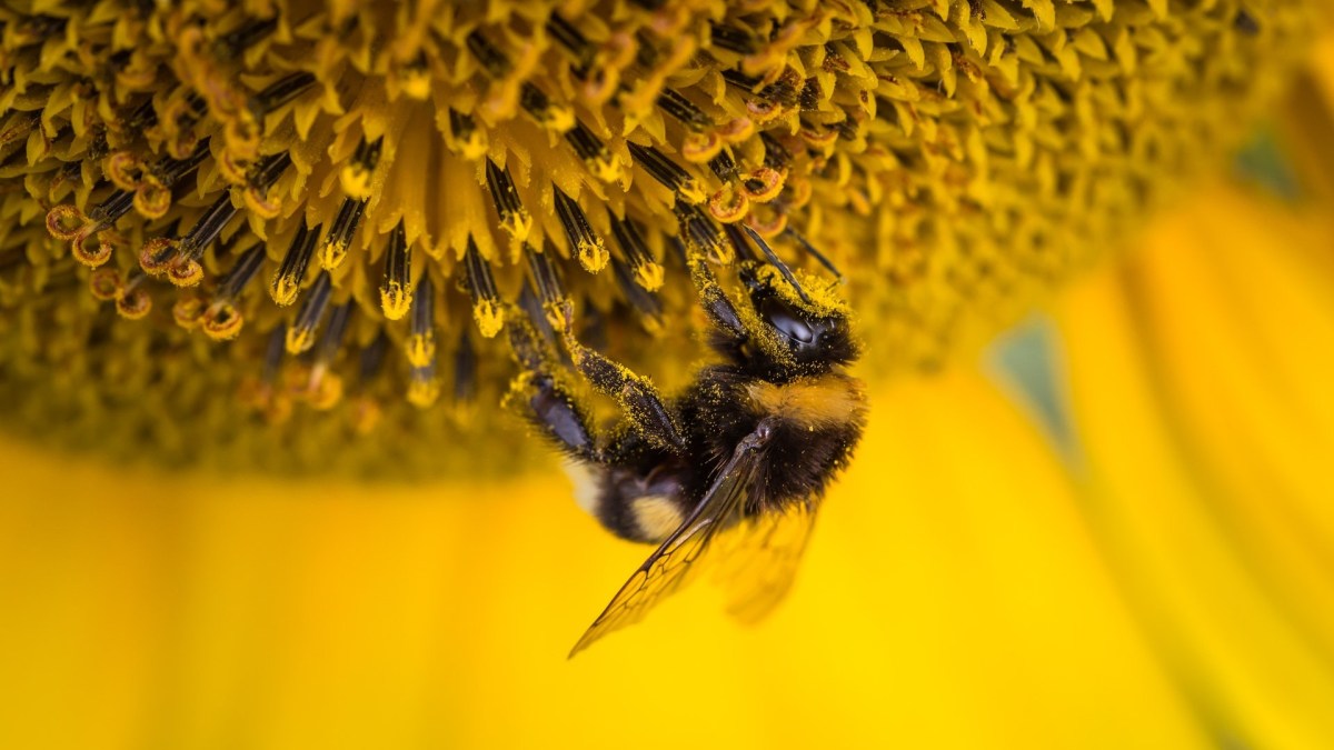 Une abeille. // Source : Pexels