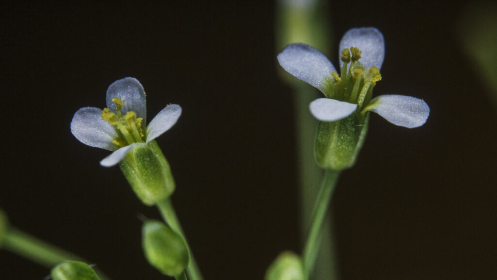 Arabidopsis thaliana plante fleur