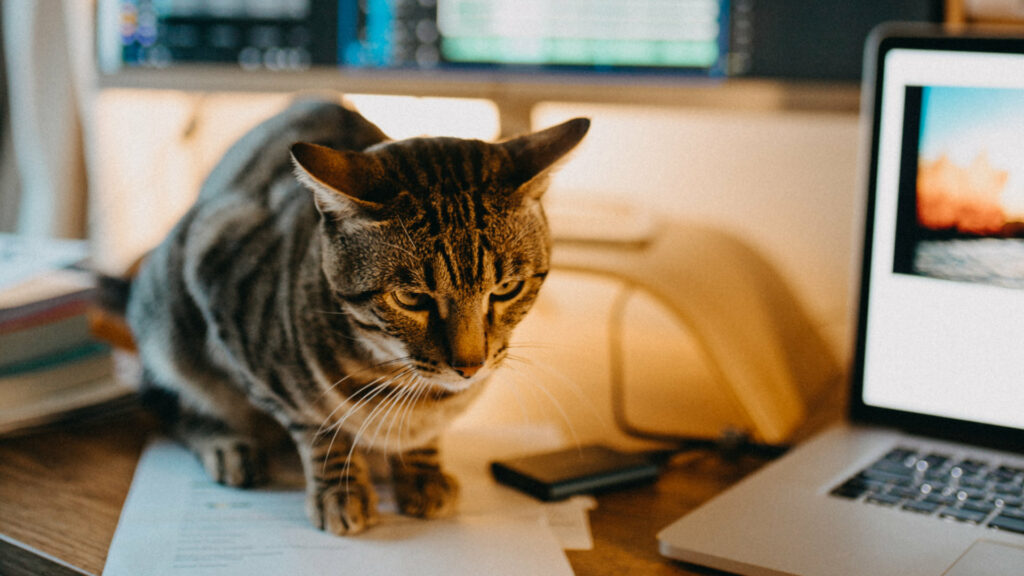 Chat sur une table