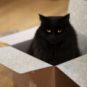 black cat // Source: Robert Couse-Baker
