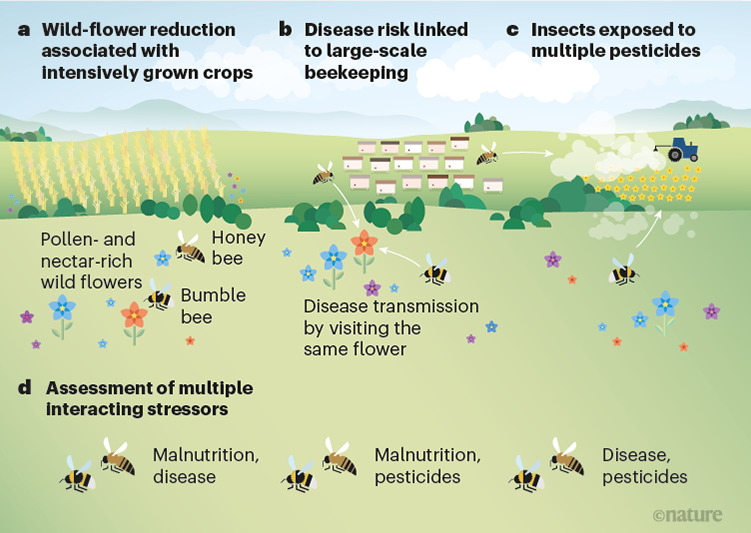 Les trois facteurs de stress sur les pollinisateurs, et notamment les abeilles. // Source : Infographie de Nature