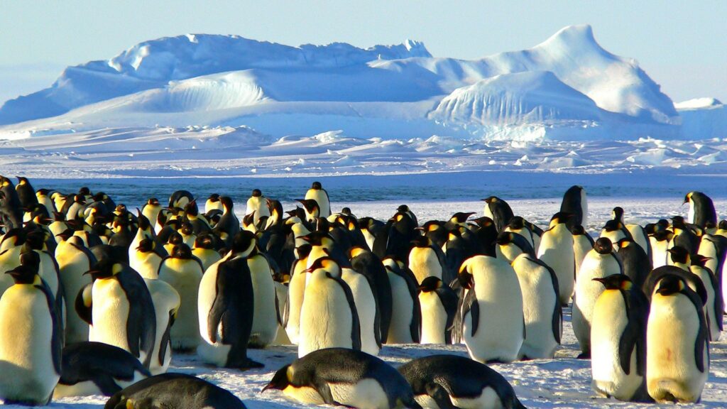 emperor_penguins