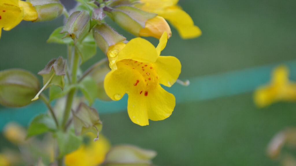 Fleur de Mimulus. // Source : Pixabay (photo recadrée)