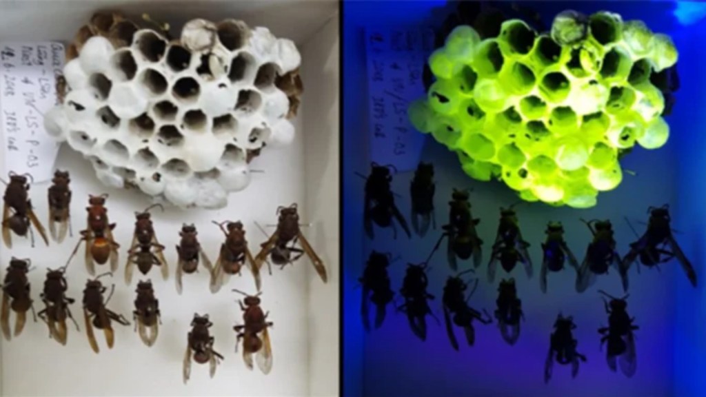 À gauche, la ruche sous lumière normale, à droite la ruche observée avec une lampe UV. // Source : de Marcillac et al., J. R. Soc. Interface, 2021
