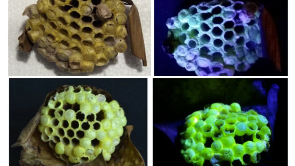 À gauche, la ruche sous lumière normale, à droite la ruche observée avec une lampe UV. // Source : de Marcillac et al., J. R. Soc. Interface, 2021