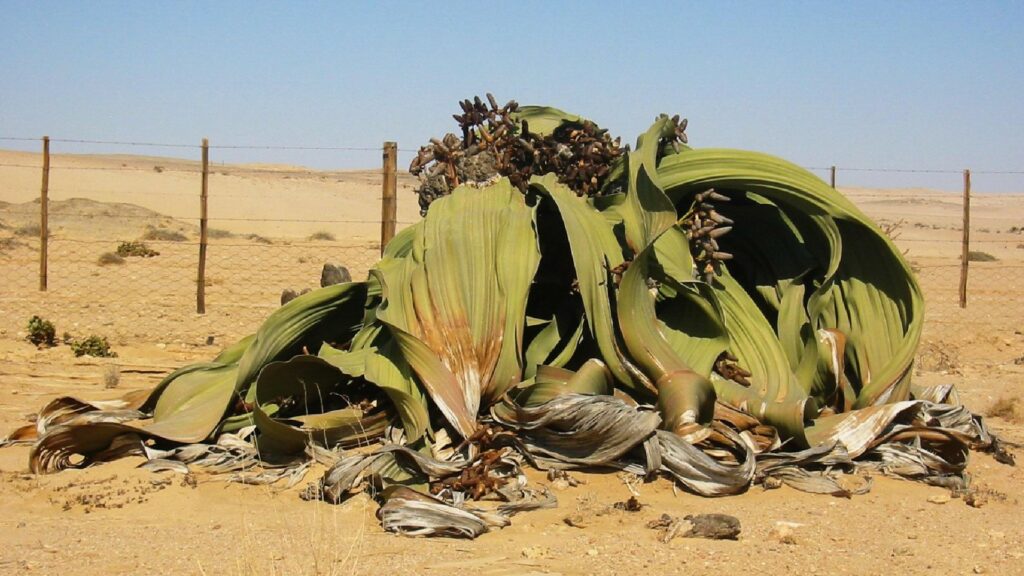 Une welwitschia, qui pousse naturellement que dans le désert du Namibe.  // Source : Thomas Schoch