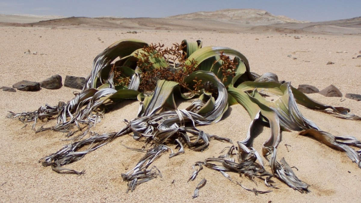 welwitschia // Source : Pixabay