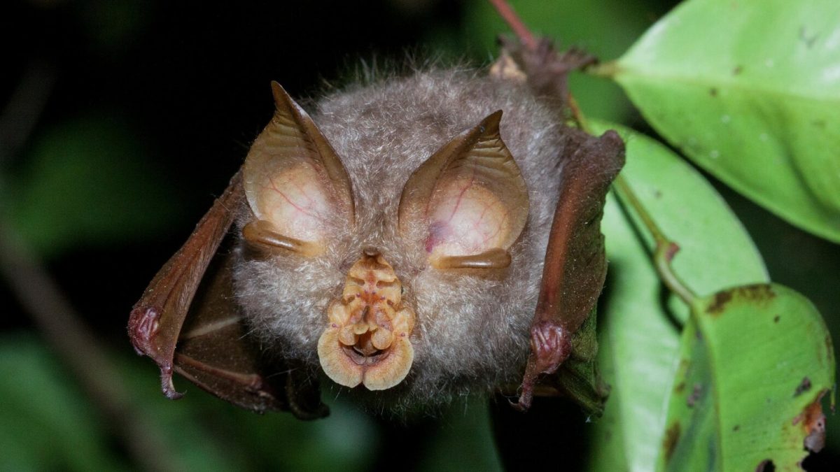 Chauve-souris Rhinolophe. // Source : Daverbennett/Wikimédia