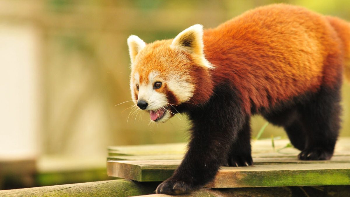 panda roux firefox