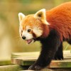 panda roux firefox