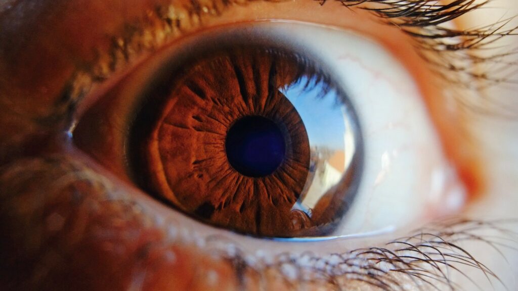 La taille de la pupille varie naturellement selon la luminosité. // Source : Pixabay