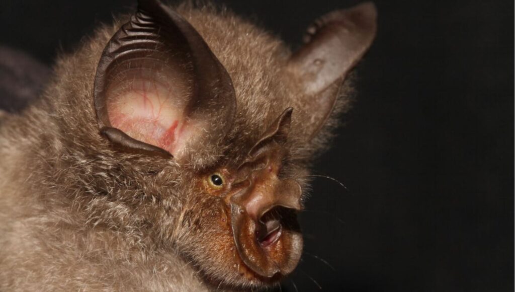 Une chauve-souris Rhinolophus smithersi // Source : Wikimedia/Taylor, Stoffberg, Monadjem, Schoeman, Bayliss & Cotterill