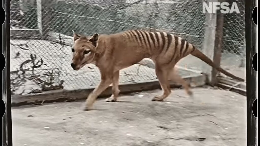 Image du « tigre de Tasmanie », espèces éteinte il y a un siècle, mais qui reste dans l'imaginaire collectif grâce à une dernière vidéo (dorénavant colorisée). // Source : NFSA