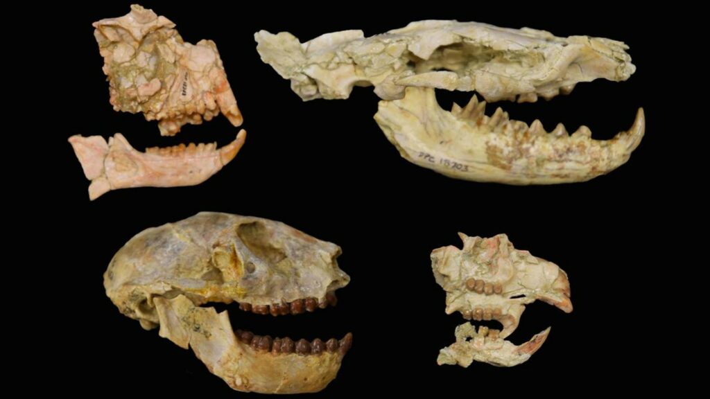 Quelques-uns des fossiles rassemblés et étudiés par cette équipe de recherche. // Source : Matt Borths
