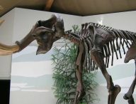 Squelette de mammouth laineux, Südostbayerisches Naturkunde- und Mammut-Museum de Siegsdorf, Allemagne. // Source : Lou.gruber / wikimédias