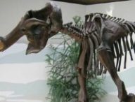 Squelette de mammouth laineux, Südostbayerisches Naturkunde- und Mammut-Museum de Siegsdorf, Allemagne. // Source : Lou.gruber / wikimédias