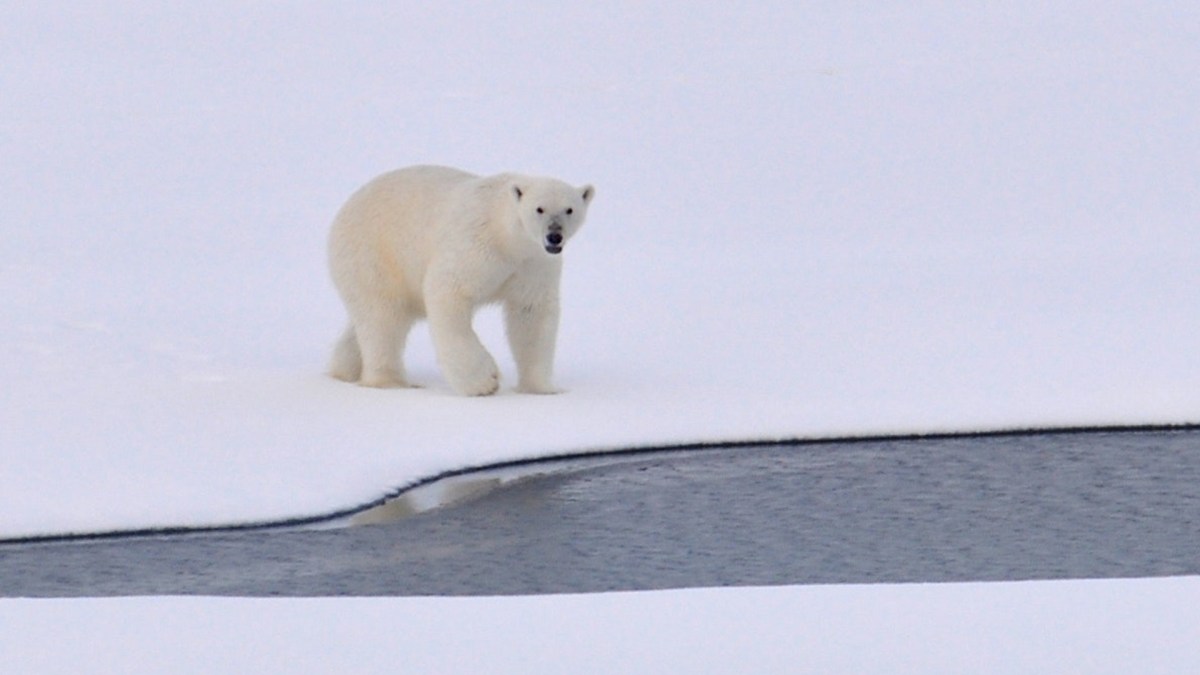 Ours polaire. // Source : Pexels