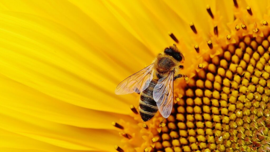Une abeille. // Source : Pixabay