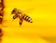 Une abeille. // Source : Pixabay