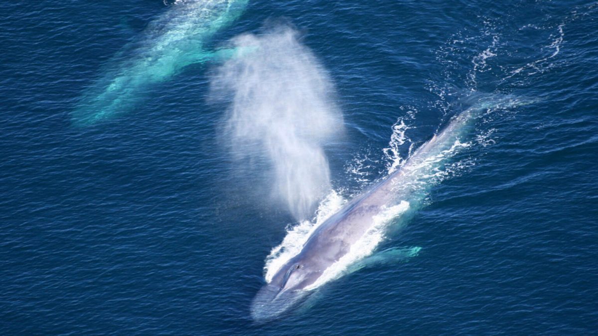 Certaines baleines ont besoin de deux à trois plus de nourriture que ce que l'on pensait. // Source : NOAA