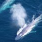 Certaines baleines ont besoin de deux &agrave; trois plus de nourriture que ce que l'on pensait. // Source : NOAA