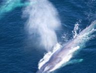 Certaines baleines ont besoin de deux à trois plus de nourriture que ce que l'on pensait. // Source : NOAA